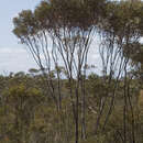 Image of Eucalyptus captiosa M. I. H. Brooker & S. D. Hopper