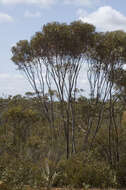 Image of Eucalyptus captiosa M. I. H. Brooker & S. D. Hopper