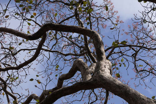 Image de Terminalia bellirica (Gaertn.) Roxb.