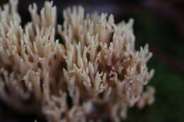 Слика од Ramaria stricta (Pers.) Quél. 1888