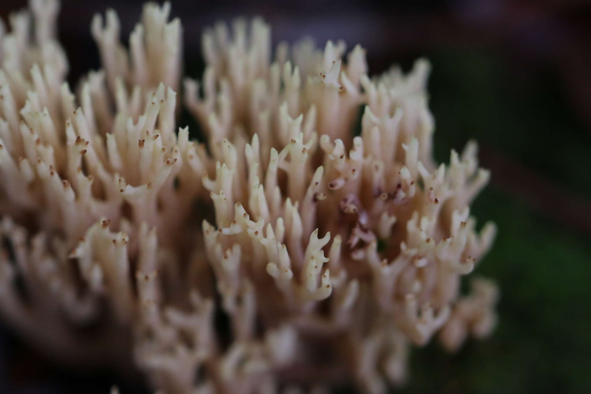 Слика од Ramaria stricta (Pers.) Quél. 1888