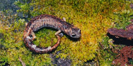 Image of Chunky False Brook Salamander