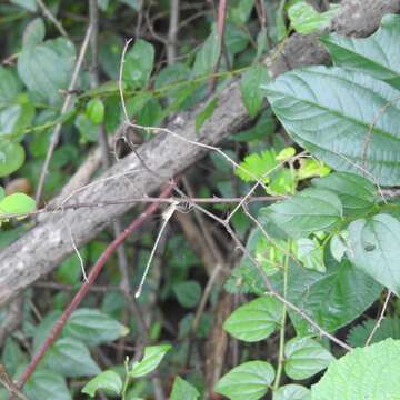 Image of Emerald Spreadwing