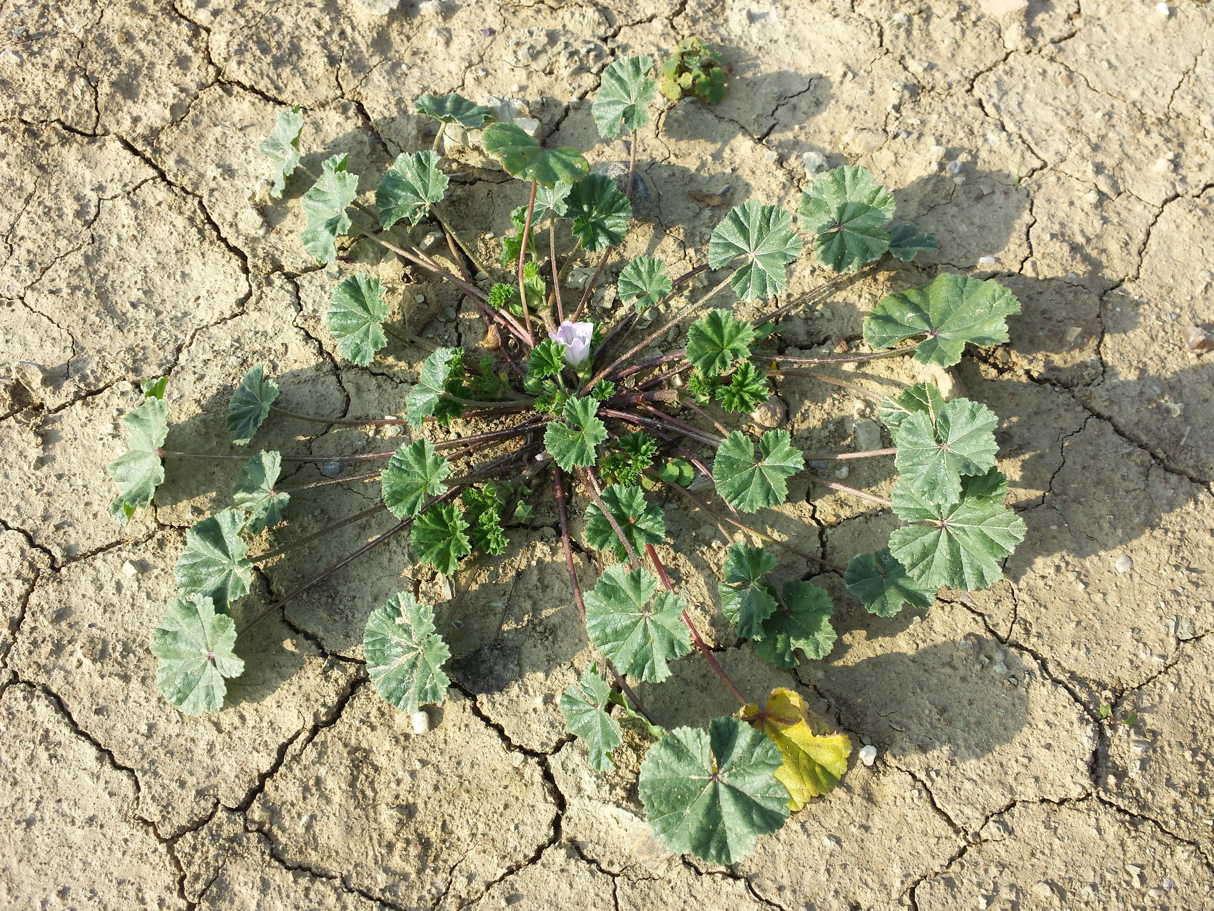 Image of common mallow