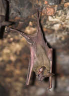 Image of Greater Mouse-tailed Bat