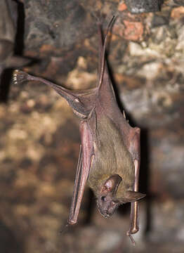 Image of Greater Mouse-tailed Bat