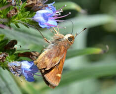 Image of pride of Madeira