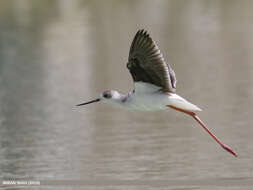 Image of Black-winged Stilt