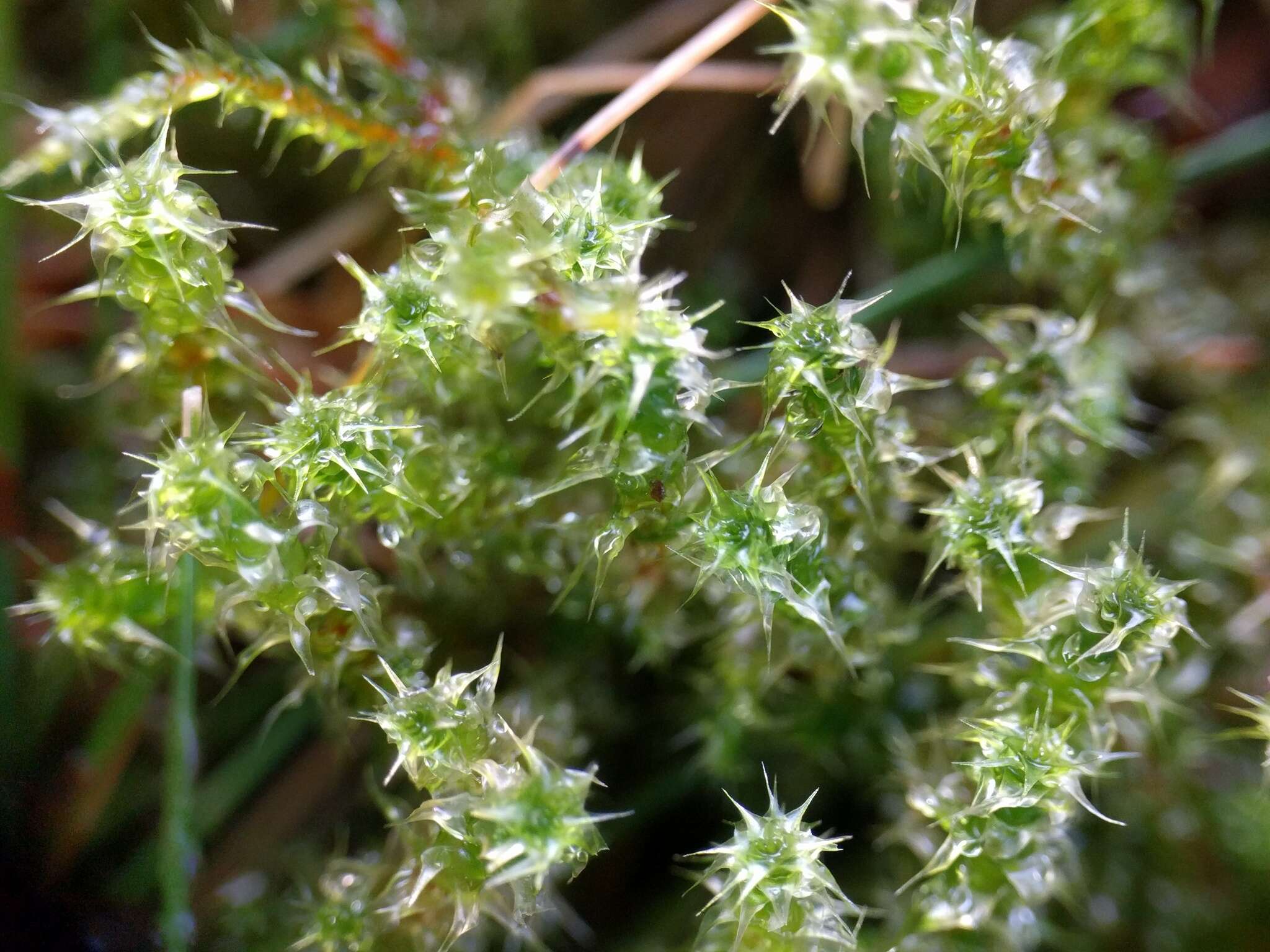 Image of square goose neck moss