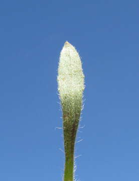 Image of Plantago hispida R. Br.