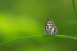 Image of Common Pierrot