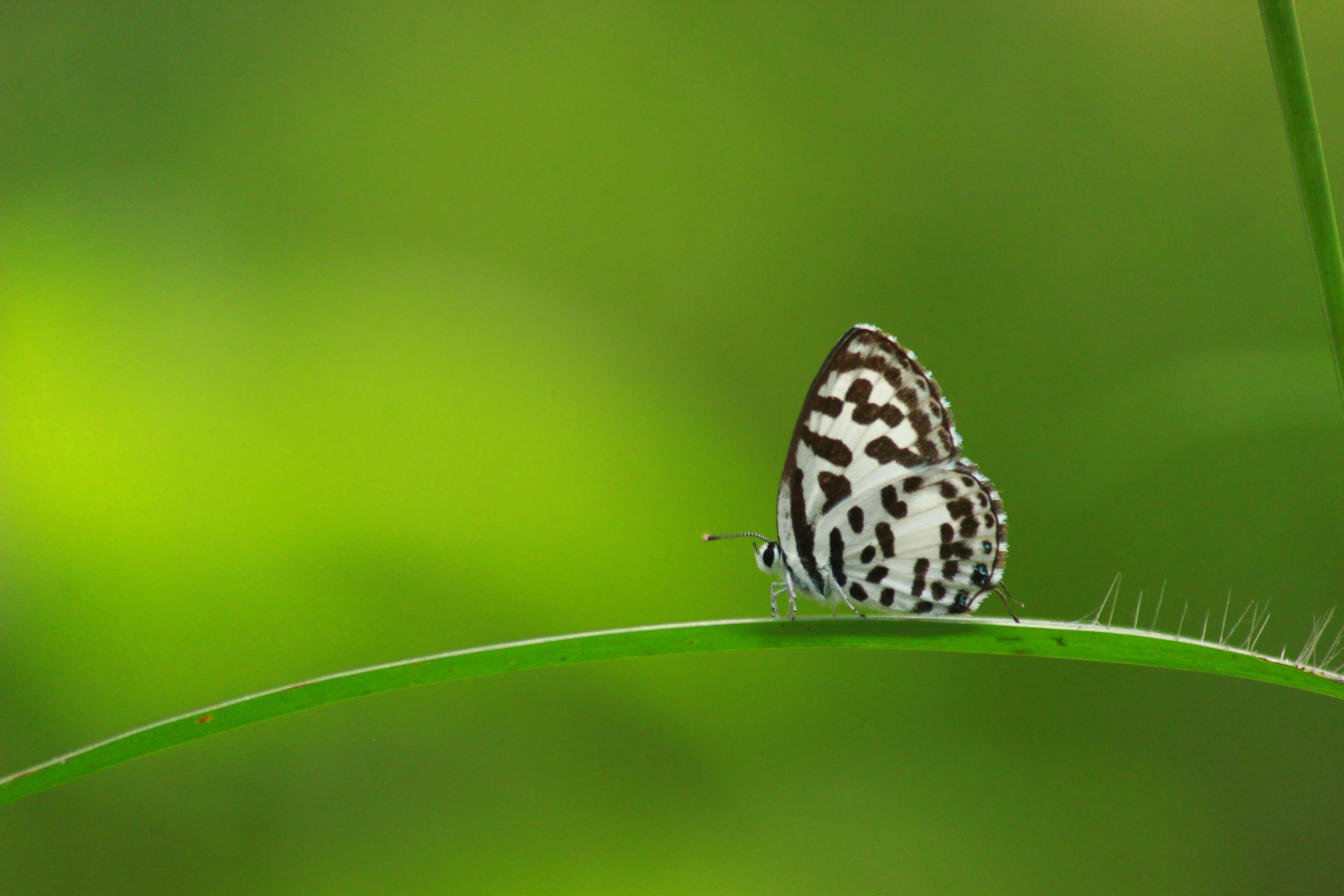 Image of Common Pierrot