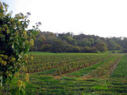 Image of Black Currant