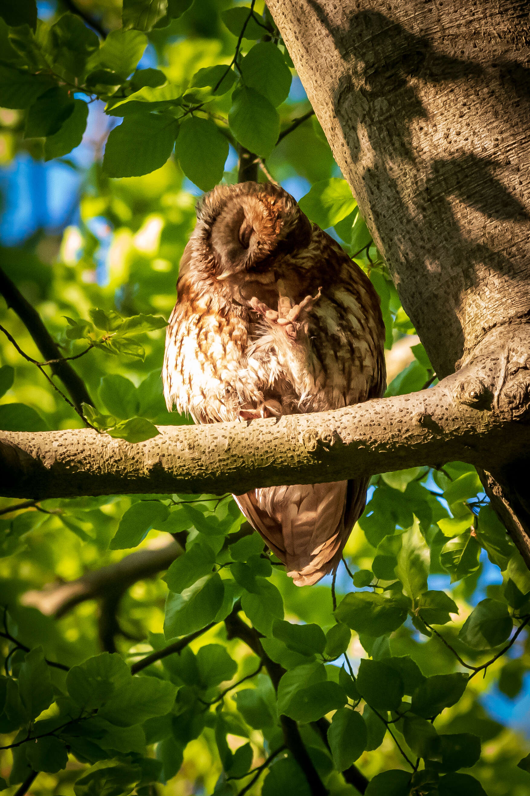 Image of Tawny Owl