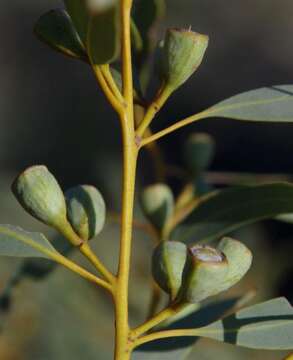 Sivun Eucalyptus eudesmioides F. Müll. kuva