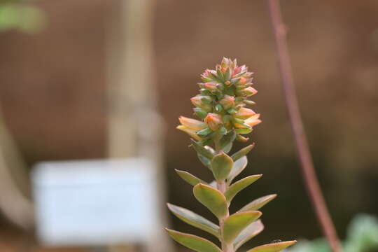 Image de Echeveria rosea Lindl.