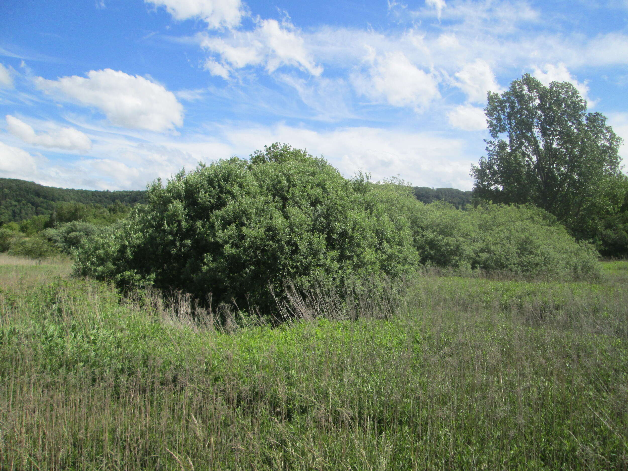 Image of Grey Willow