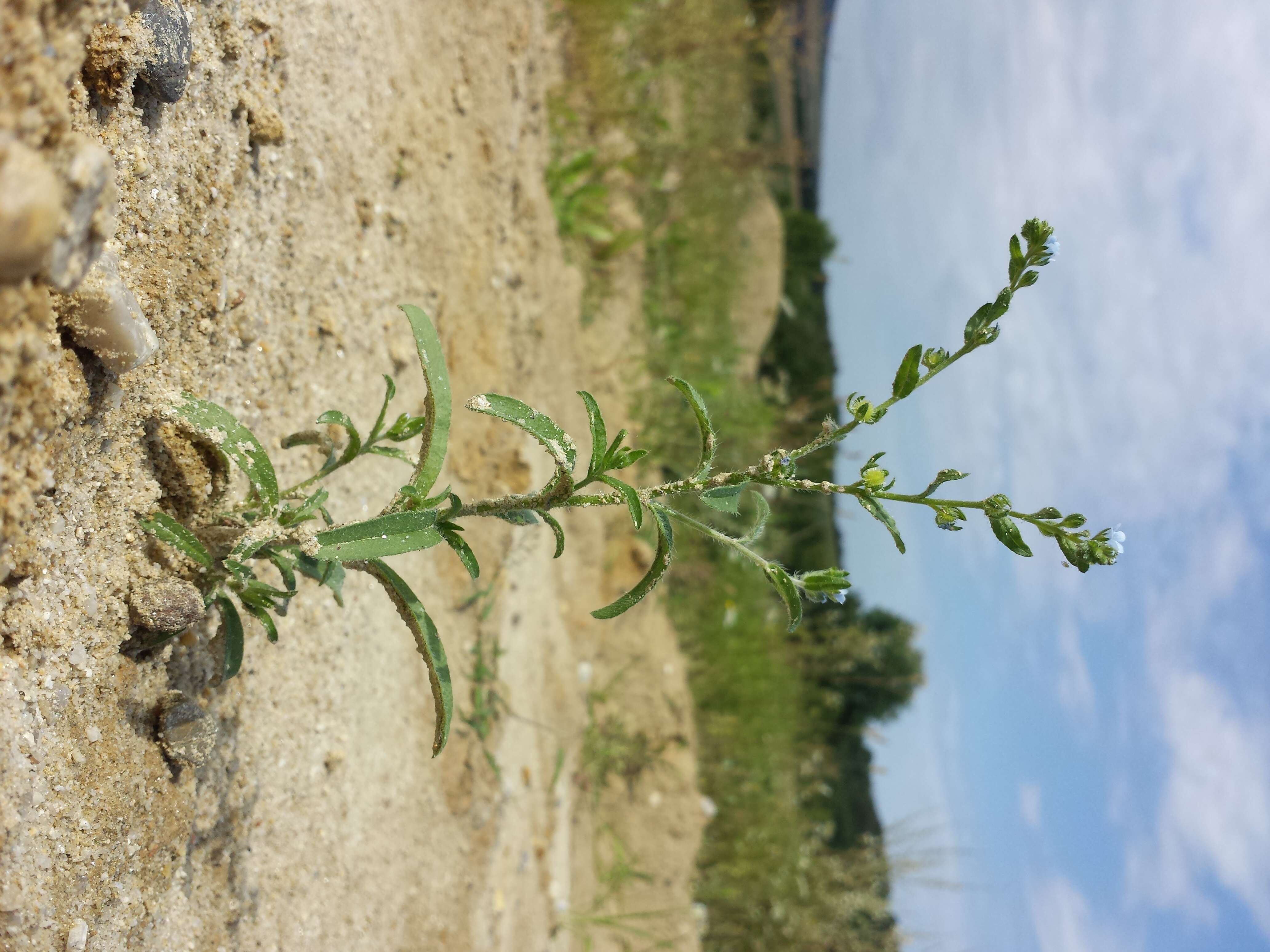 Image of European stickseed