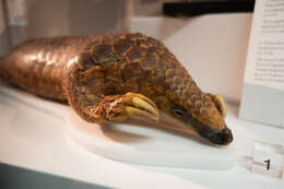 Image de Grand pangolin de l'Inde