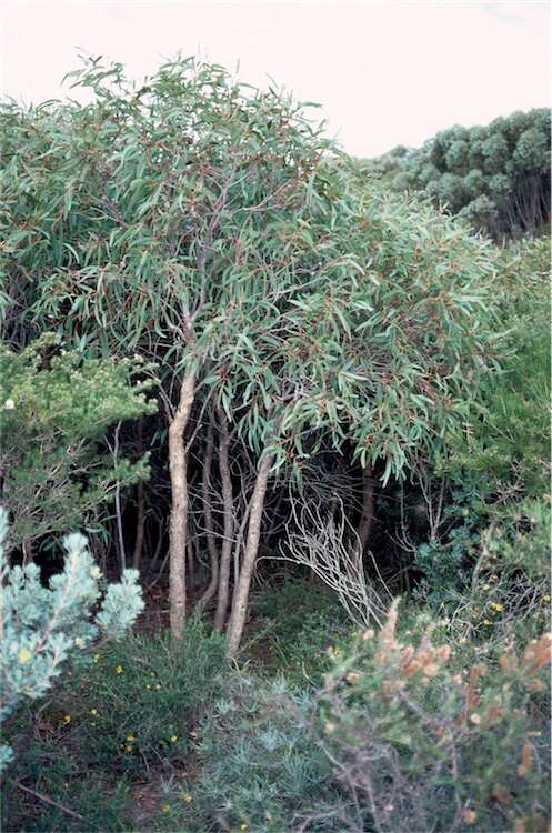 Image of Eucalyptus lateritica M. I. H. Brooker & S. D. Hopper