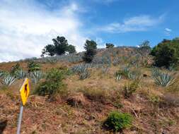 Image of tequila agave