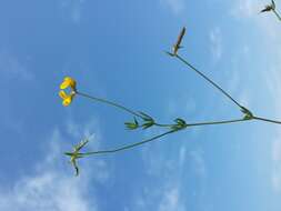 Image of Narrow-leaved Bird's-foot-trefoil