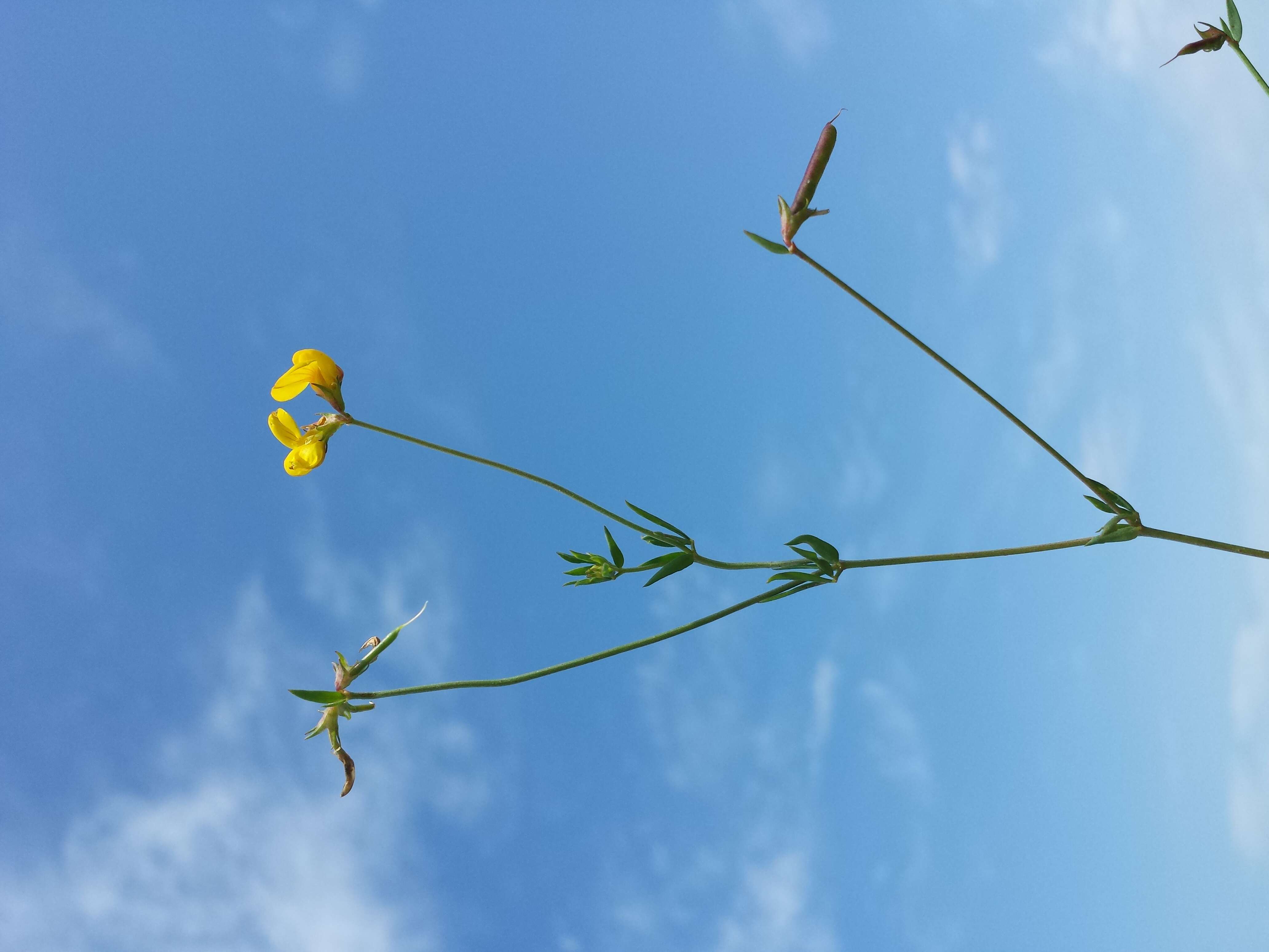 Image of Narrow-leaved Bird's-foot-trefoil