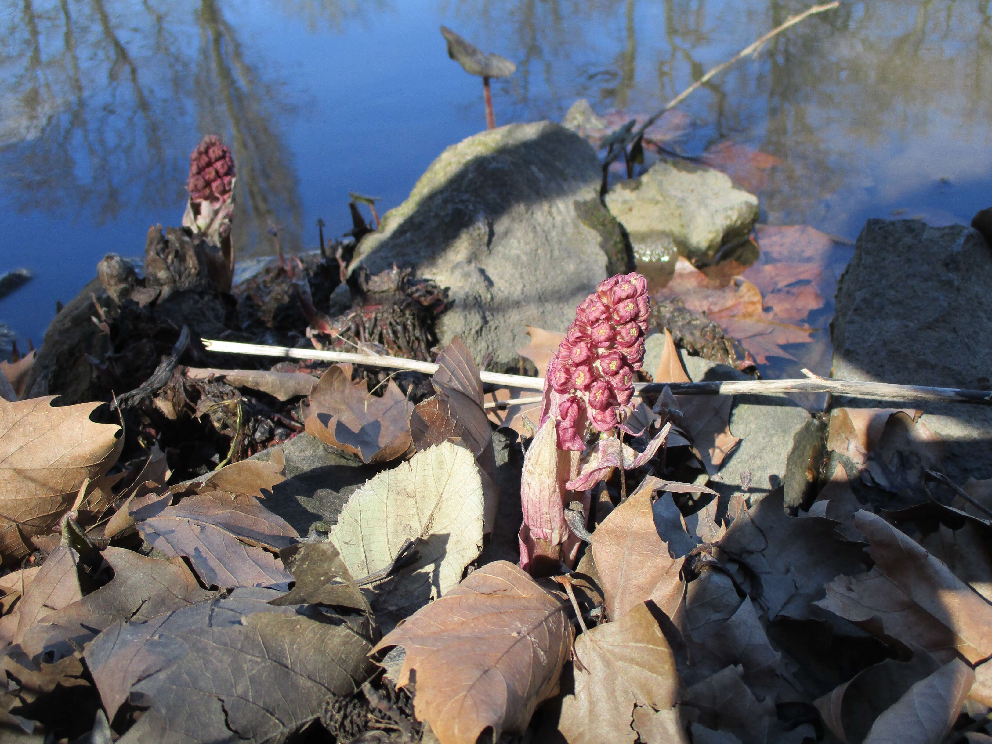 Image of pestilence wort