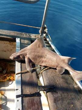 Image of rough sharks