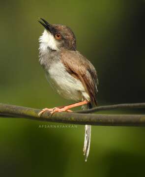 Image of Grey-breasted Prinia