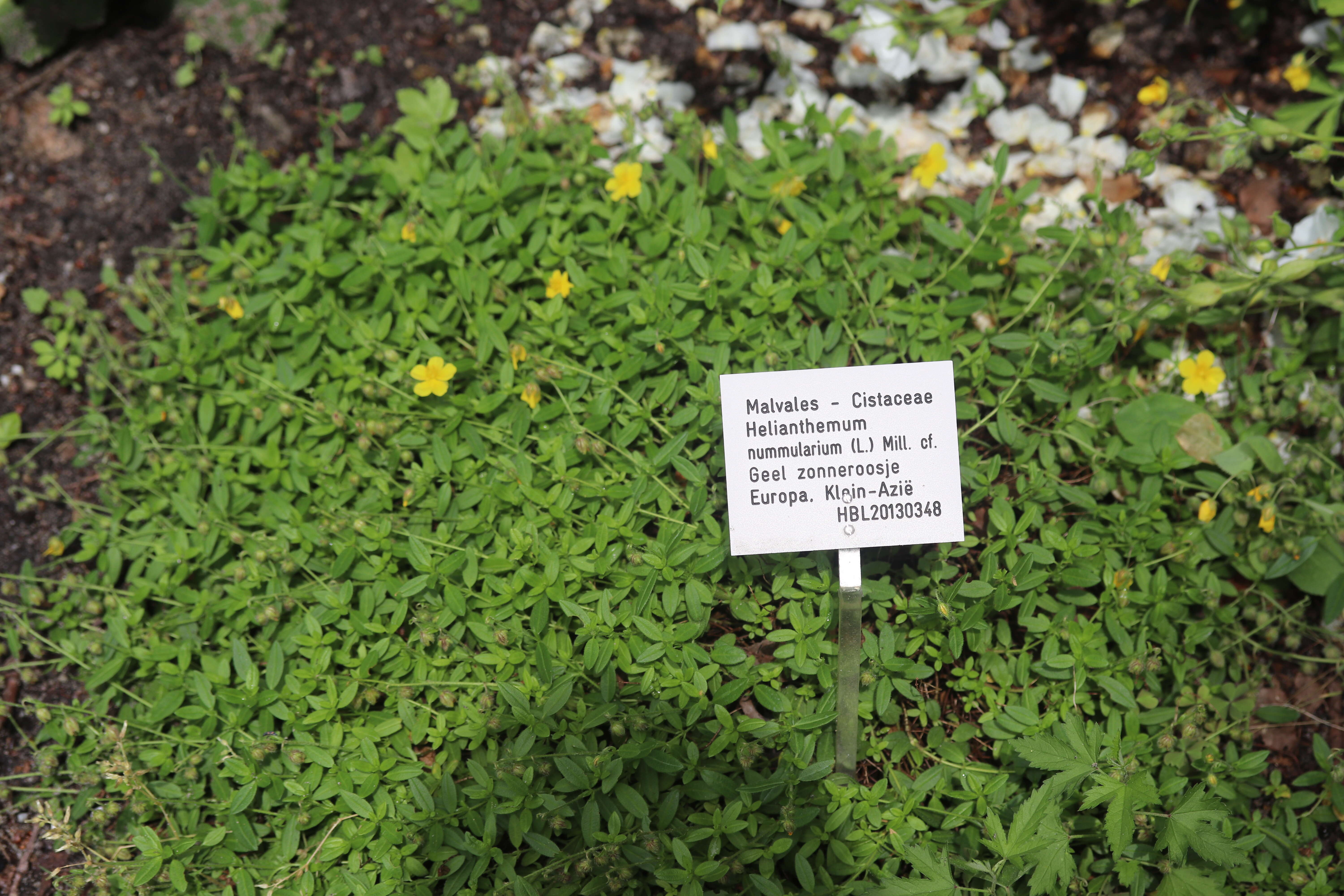 Image of Common Rock-rose