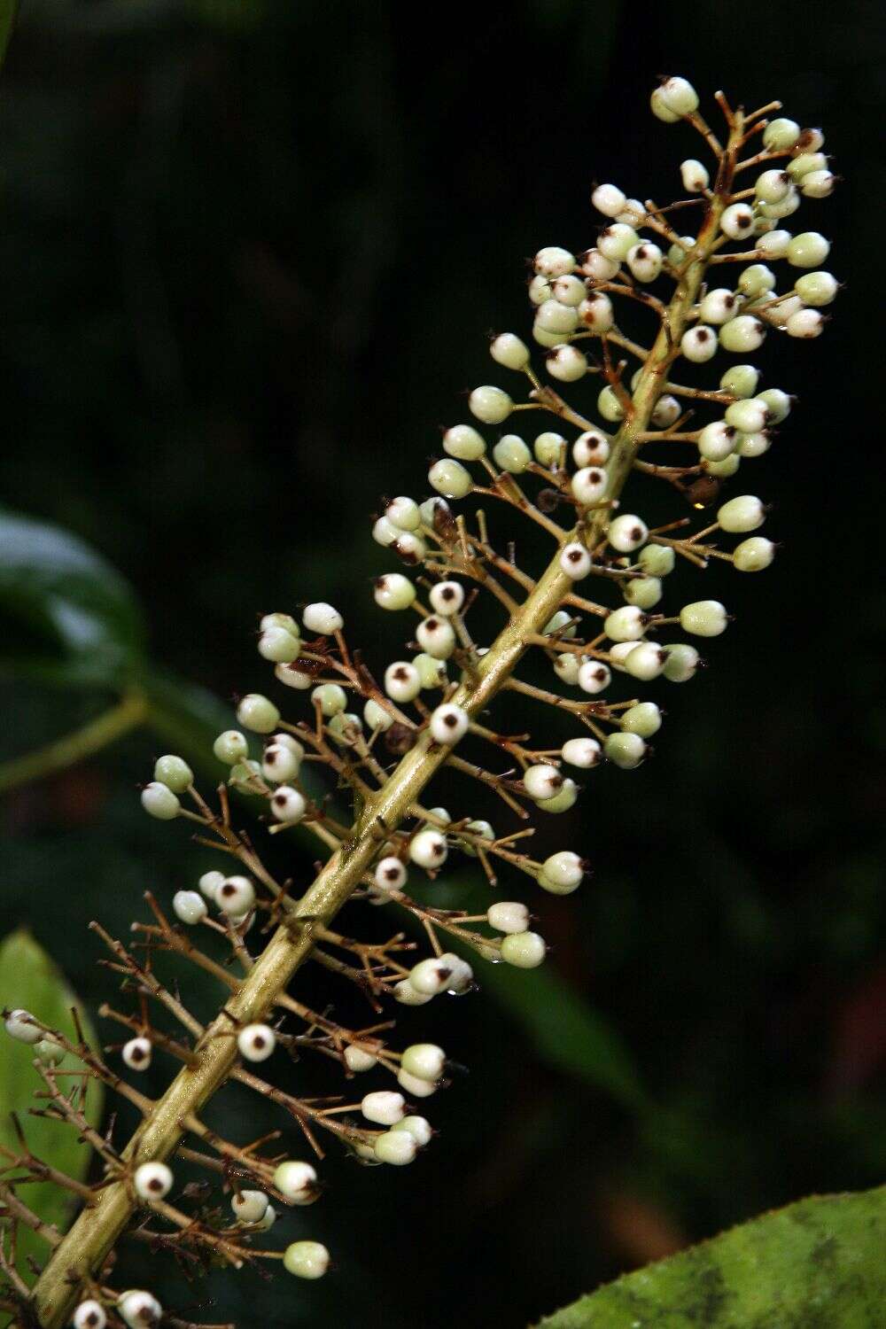 Sivun Aechmea mexicana Baker kuva