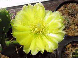 Image of Eastern Prickly Pear