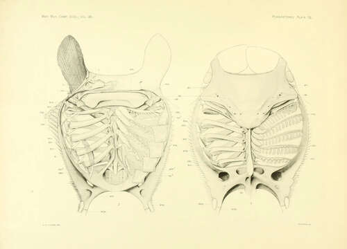 Image of Atlantic Devilray