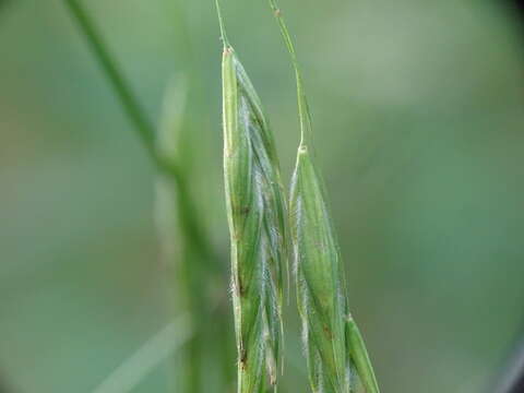 Imagem de Bromus latiglumis (Shear) Hitchc.