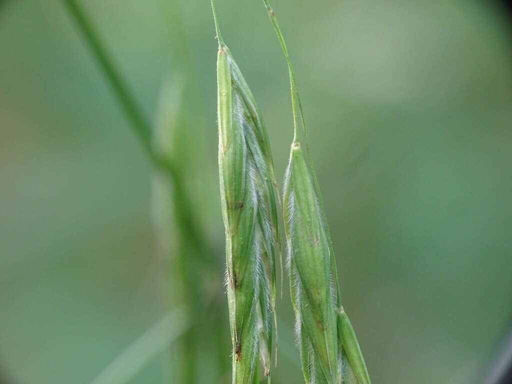 Image of earlyleaf brome