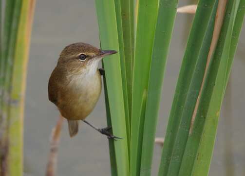 Image of Australian Reed Warbler