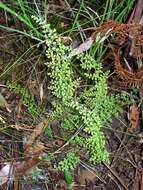 Image of Lindsaea microphylla Sw.