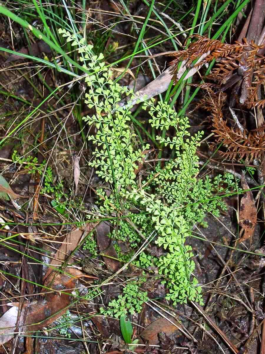 Image of Lindsaea microphylla Sw.