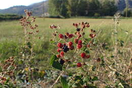 Image of holy bramble