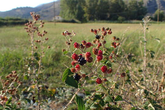 Слика од Rubus sanctus Schreb.