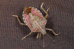 Image of Brown marmorated stink bug
