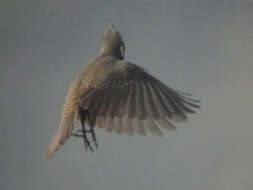 Image of Chestnut-bellied Rock Thrush