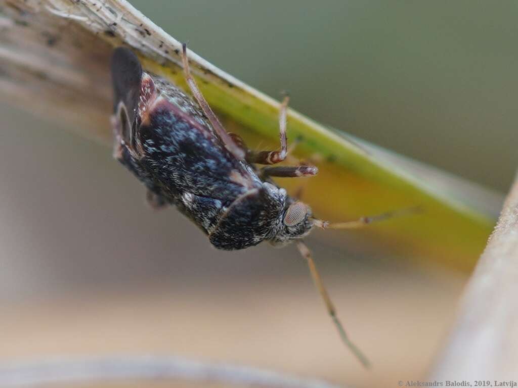 Charagochilus gyllenhalii (Fallen 1807)的圖片