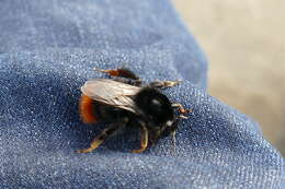 Image of Red tailed bumblebee