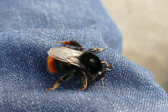 Image of Red tailed bumblebee