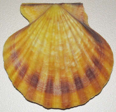 Image of smooth scallop