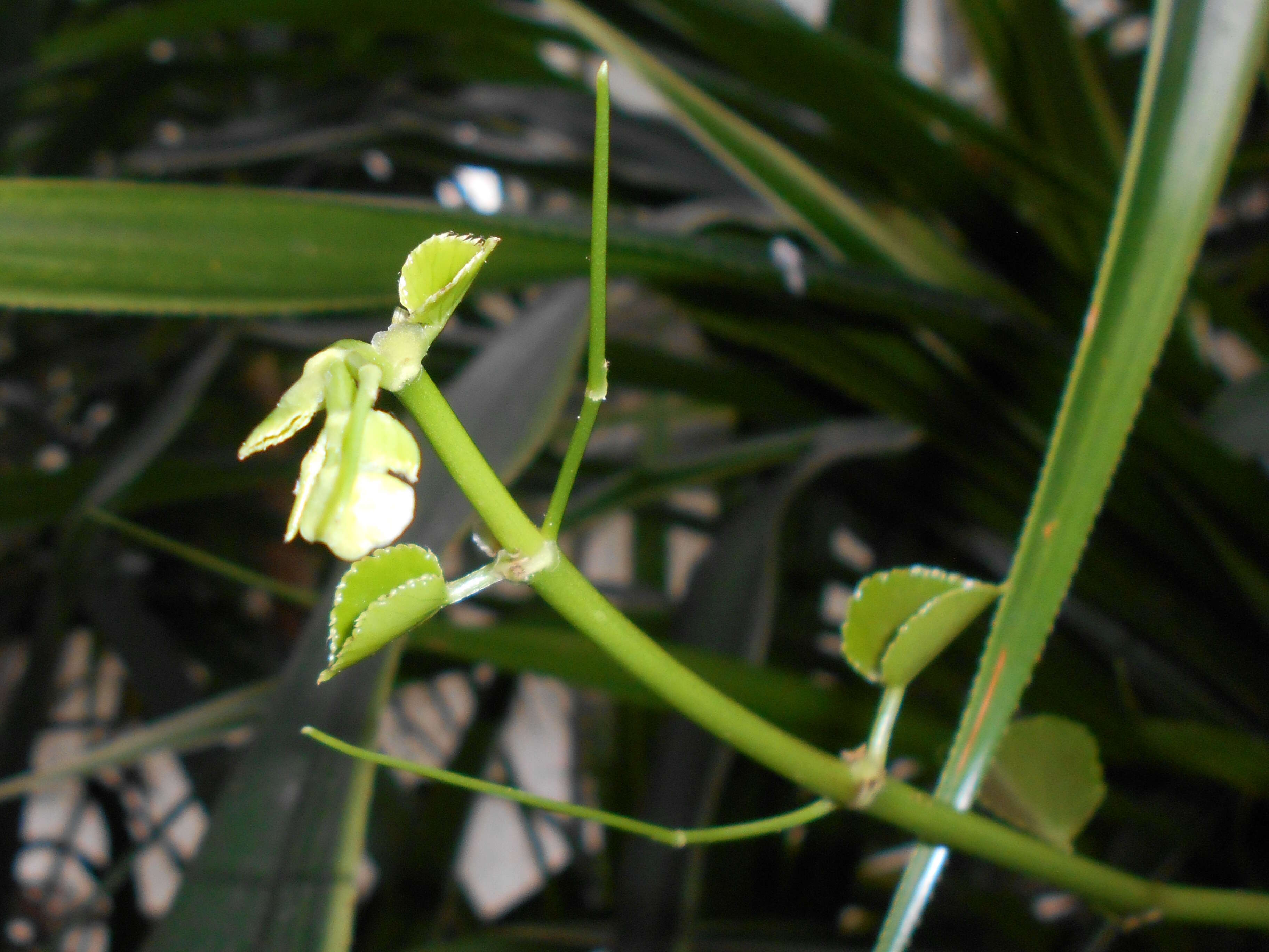 Image of Venezuelan treebine