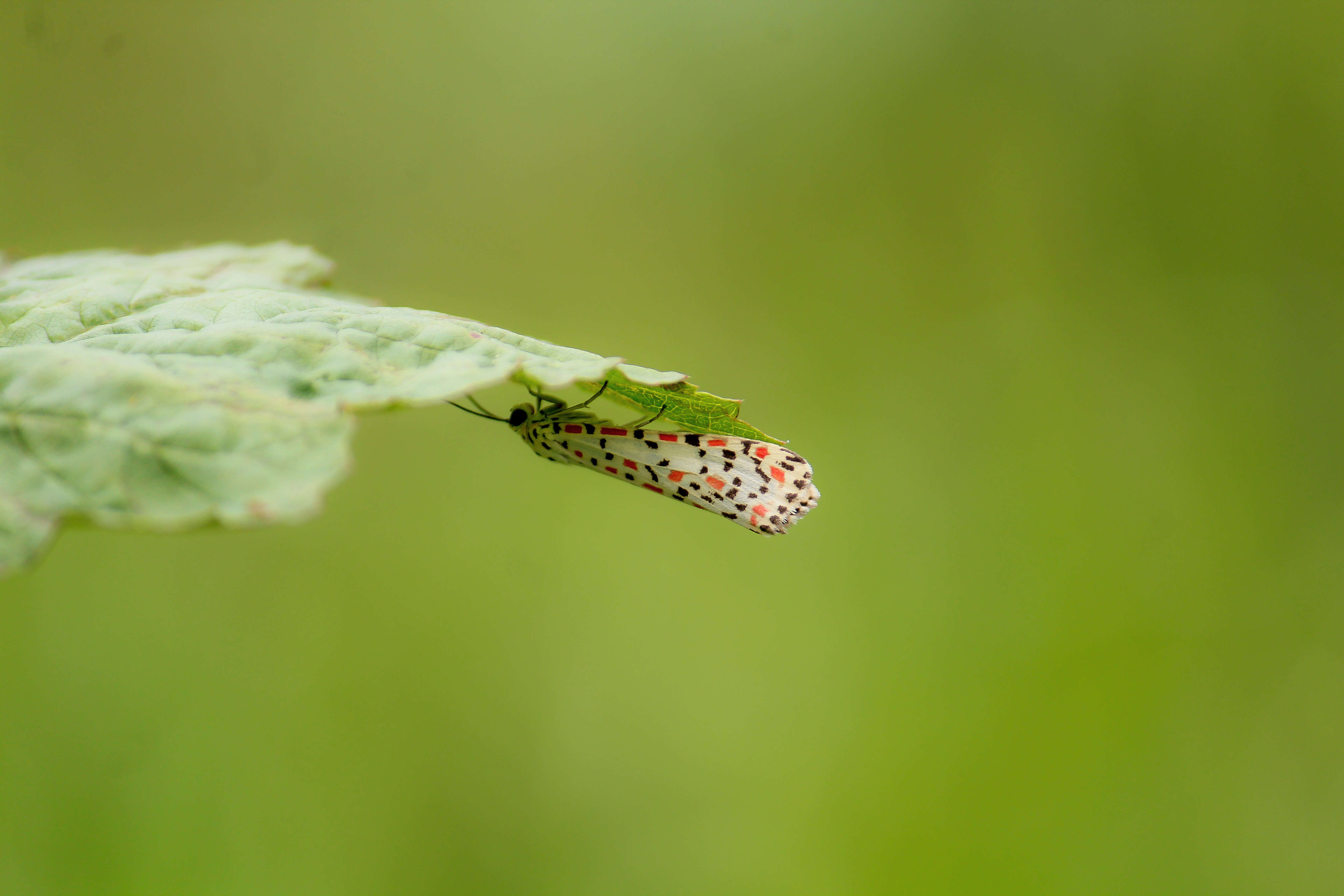 Image of crimson speckled