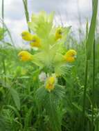 Image of European yellow rattle